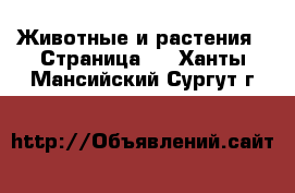  Животные и растения - Страница 2 . Ханты-Мансийский,Сургут г.